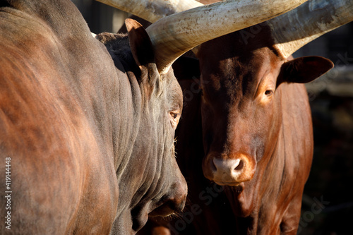 Bos taurus indicus, close up photo