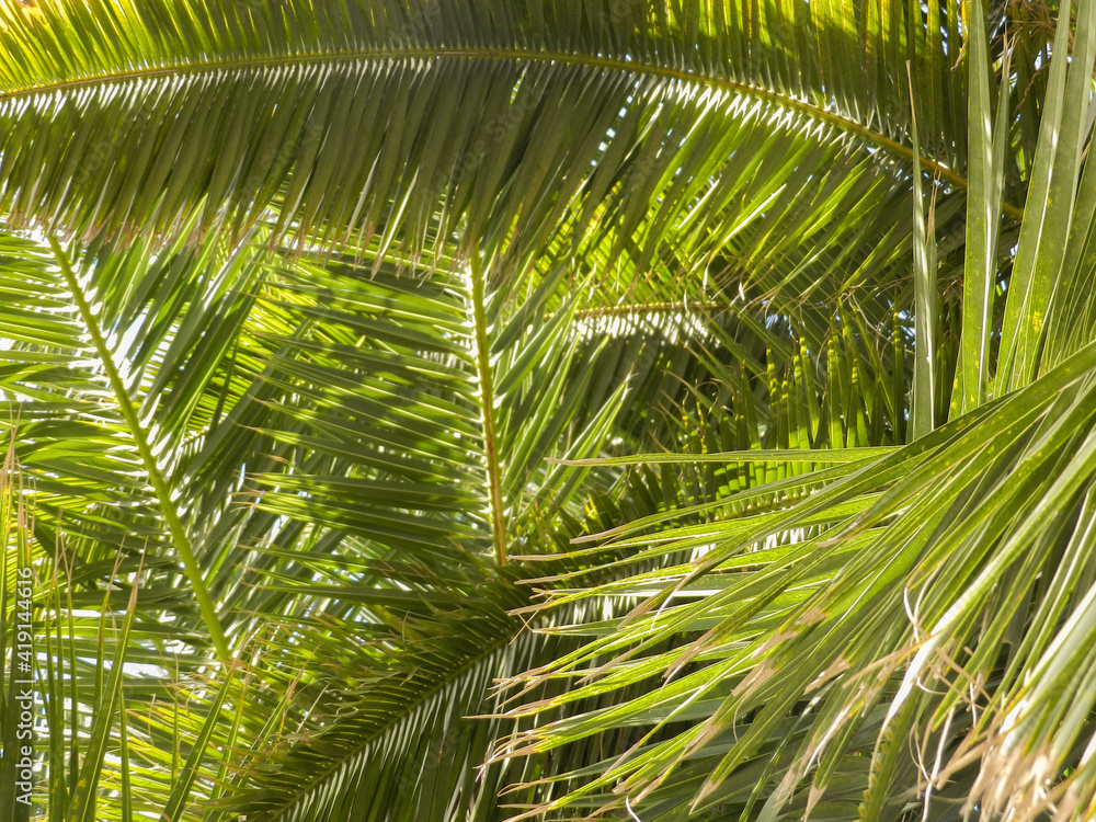Phoenix Canariensis Palm tree leaves - Hojas de la palmera Phoenix Canariensis Phoenix Canariensis Palm tree leaves - Hojas de la palmera Phoenix Canariensis