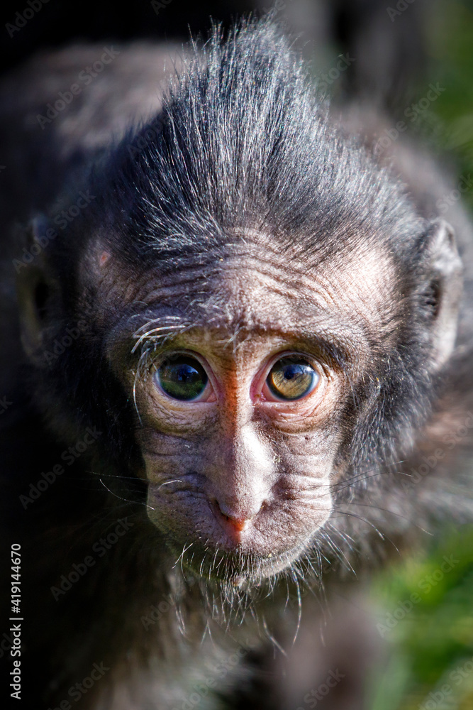 close-up of a crested macaque monkey, wild animal close-up of a crested macaque monkey, wild animal