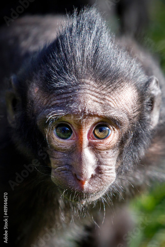 close-up of a crested macaque monkey, wild animal