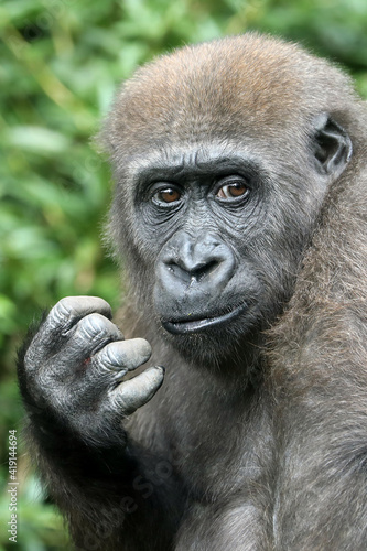 portrait of western lowland gorilla, closeup