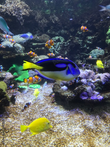 Coral fish in aquarium
