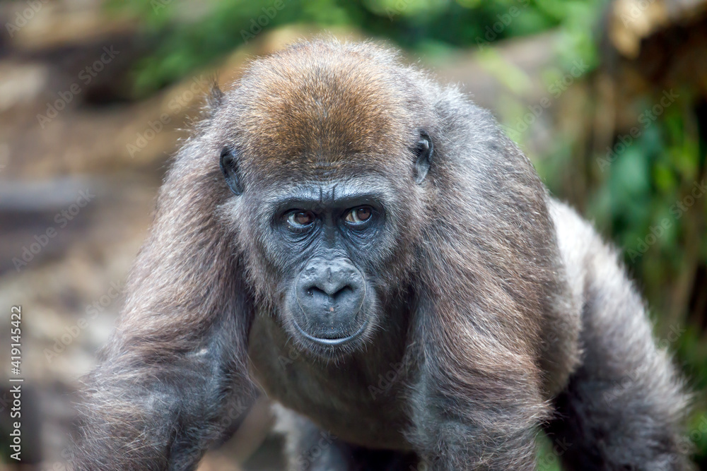 Fototapeta premium A young Western Lowland Gorilla