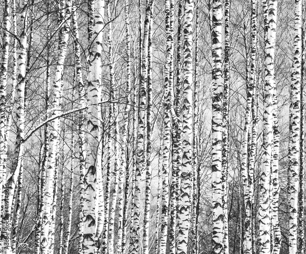 Obraz premium Spring trunks of birch trees black and white
