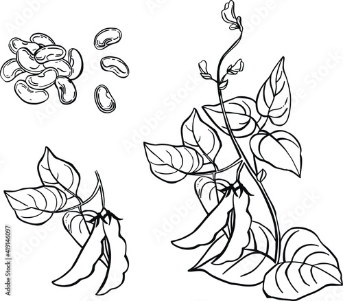 Vegetable, Illustration of Hand Drawn Sketch Commoni Bean Plants with Pods on White Background, Good Source of Dietary Fiber, Vitamins and Minerals.