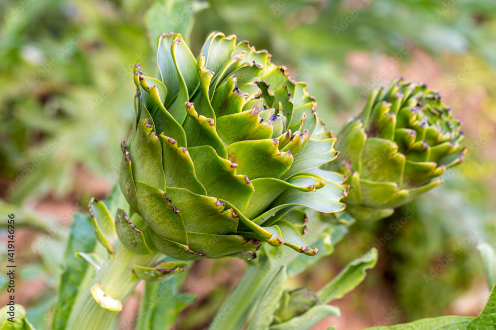 Green fresh organic artichoke field Green fresh organic artichoke field