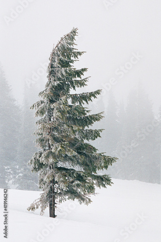 Unconquerable to winds, snow and frost, proud slender tree SMEREKA, against a background of fog in Ukraine. photo