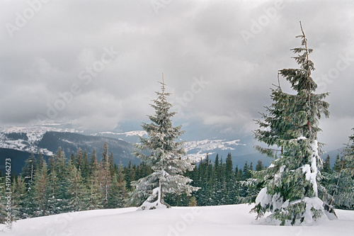 Weathered, snow-covered trees SMEREK in the Carpathian mountains, against the background of a thickly cloudy sky in Ukraine. photo