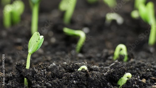 Growing plants in spring timelapse, sprouts germination newborn Cucumber plant in greenhouse agriculture