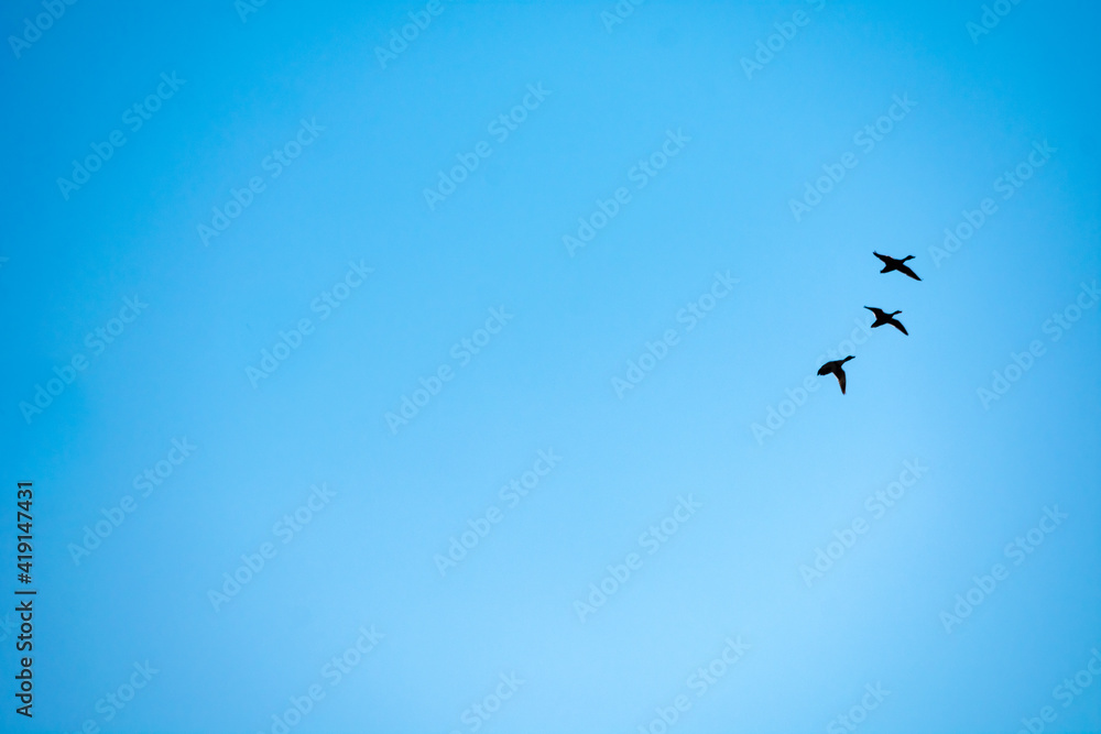 Obraz premium birds in the sky