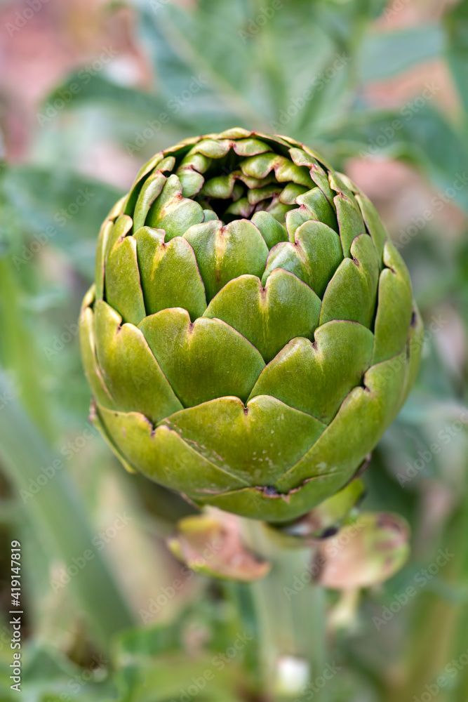Obraz premium Green fresh organic artichoke field