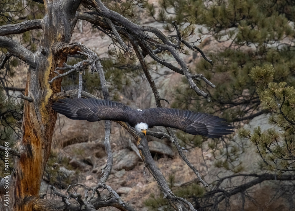Bald Eagles in Eleven Mile Canyon Bald Eagles in Eleven Mile Canyon