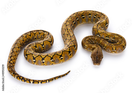 Beautiful Reticulated python aka Malayopython reticulatus snake in color platinum. Isolated on white background.