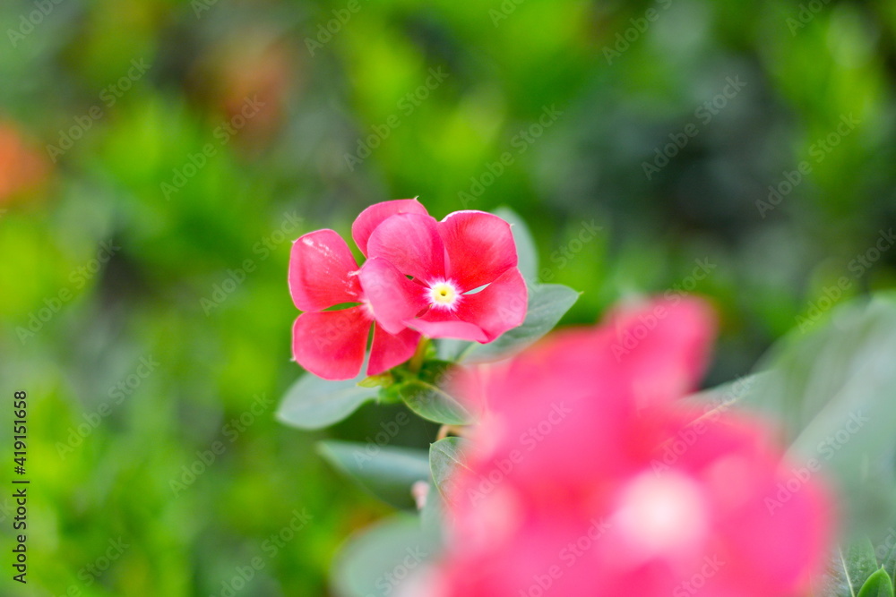 pink flowers in the garden pink flowers in the garden