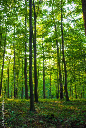 beautiful fresh green forest