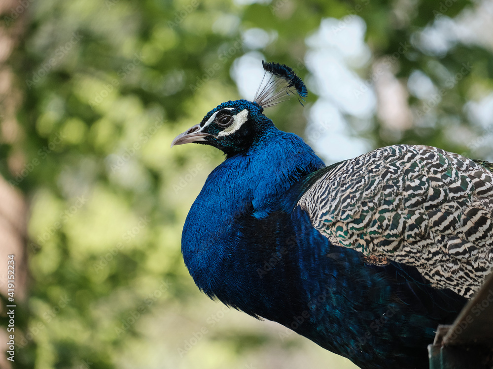 Obraz premium Majestic peacock observing surroundings at a zoo