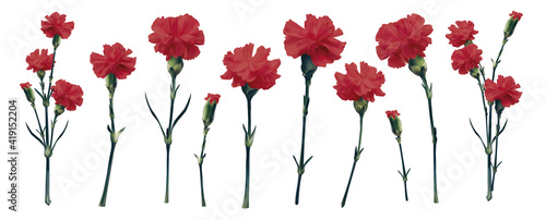 Realistic 3d vector red carnation big set. Isolated on white bouquet parts. Blossom brunch full length. Wedding decoration, invitation, card. greetings, anniversary, ivory rose