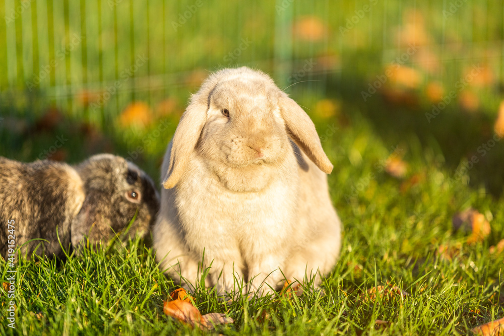 Young rabbits on the grass in nature Young rabbits on the grass in nature