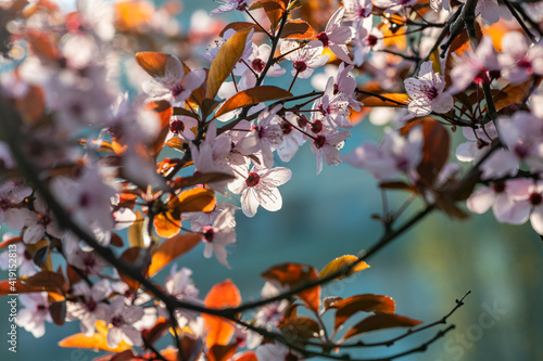 Beautiful spring sakura branches with flowers on a cloudy day macro photography