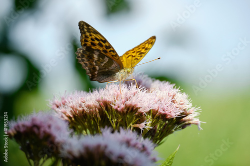 butterfly sitting on flower head