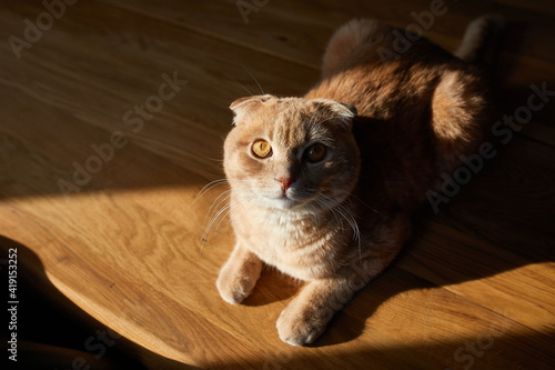 British cat is lying on wooden table in the sunlight at home. Space for text, hard light. Domestic pet life.