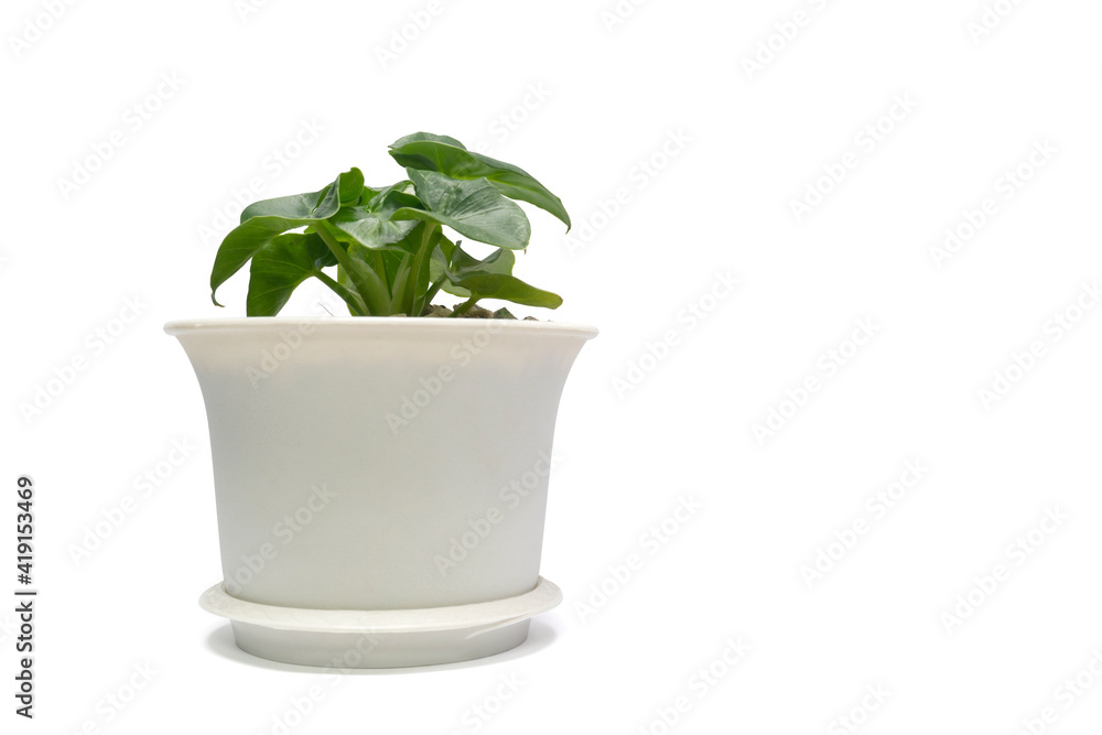 Obraz premium Alocasia cucullata plant growing in pot isolated on white background included clipping path.