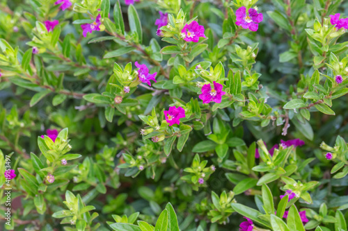 Wallpaper Mural Blooming purple flower with dewdrops and green leaves，Cuphea hookeriana Walp Torontodigital.ca
