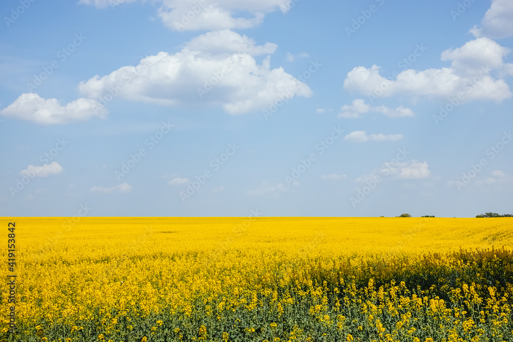 Yellow canola field in sunlight. Location rural place of Ukraine, Europe.