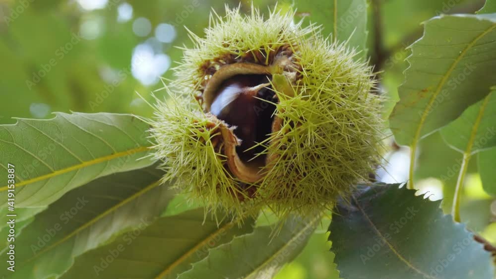 Chestnut Fruits Inside Single Hedgehog with Leaves Close Up hanging on tree's branch in autumn before harvest Chestnut Fruits Inside Single Hedgehog with Leaves Close Up hanging on tree's branch in autumn before harvest