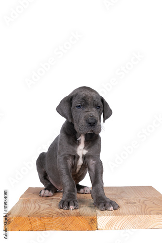 Fototapeta Naklejka Na Ścianę i Meble -  A puppy of the Great Dane or German Dog, largest dog breed in the world, Harlequin fur, white with black spots, sitting isolated in white