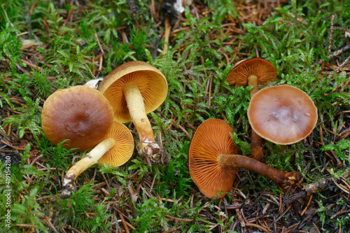 Saffron webcap, Cortinarius croceus (left) and Cinnamon webcap, Cortinarius cinnamomeus (right)
