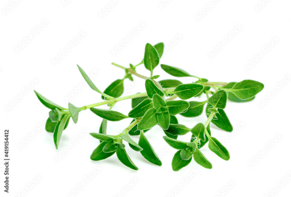 fresh thyme or Lemon thyme leaf isolated on a white background ,Green leaves pattern fresh thyme or Lemon thyme leaf isolated on a white background ,Green leaves pattern