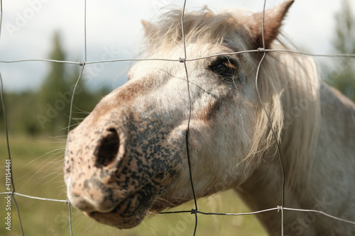 white horse looking through wire fence