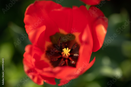 details of tulip flower pistil