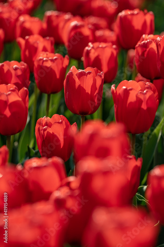 fresh red tulips in sunlight  low angle