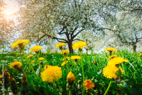 Fantastic yellow field with dandelions in orchard.