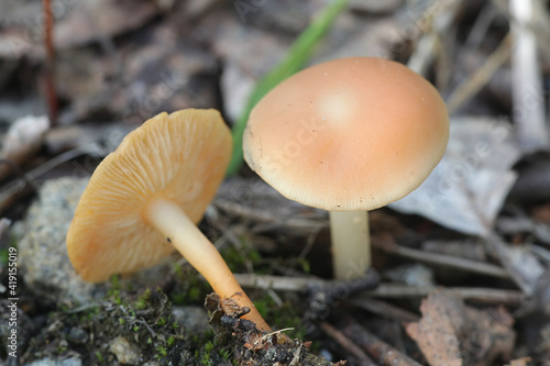Gymnopus dryophilus, known also as Collybia dryophila, commonly called the Russet Toughshank, wild mushroom from Finland