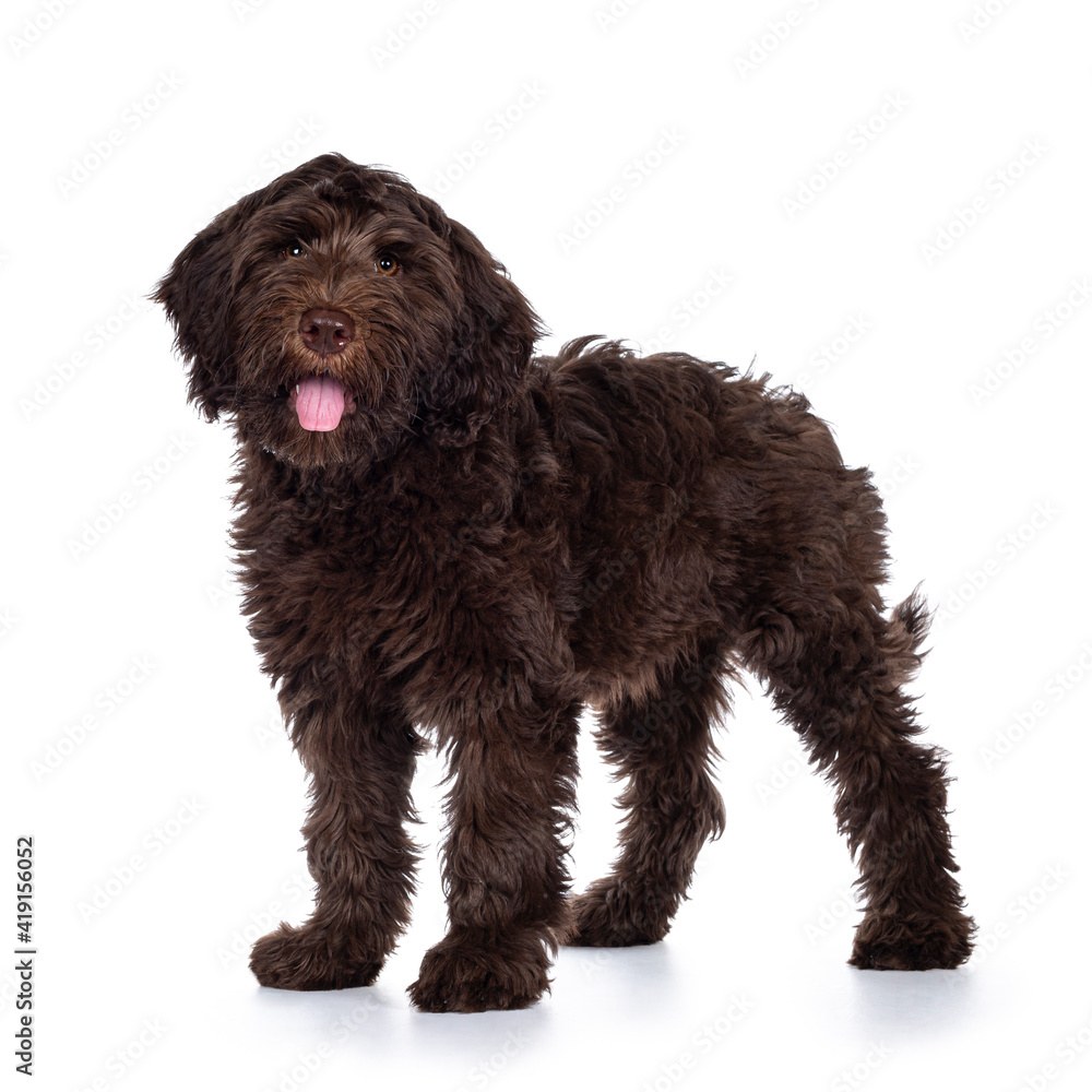Adorable dark brown Cobberdog aka Labradoodle pup, standing side ways with tongue out. Looking towards camera. Isolated on white background. Adorable dark brown Cobberdog aka Labradoodle pup, standing side ways with tongue out. Looking towards camera. Isolated on white background.