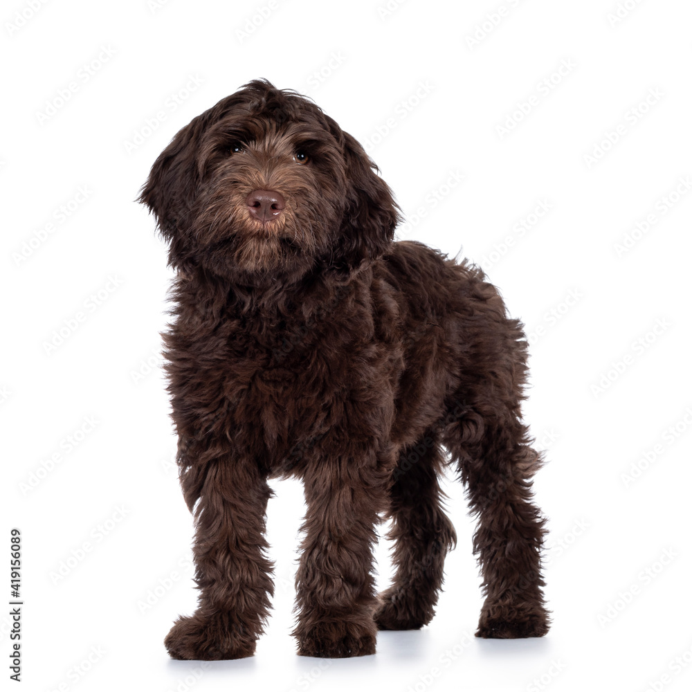 Adorable dark brown Cobberdog aka Labradoodle pup, standing side ways with closed mouth. Looking towards camera. Isolated on white background.