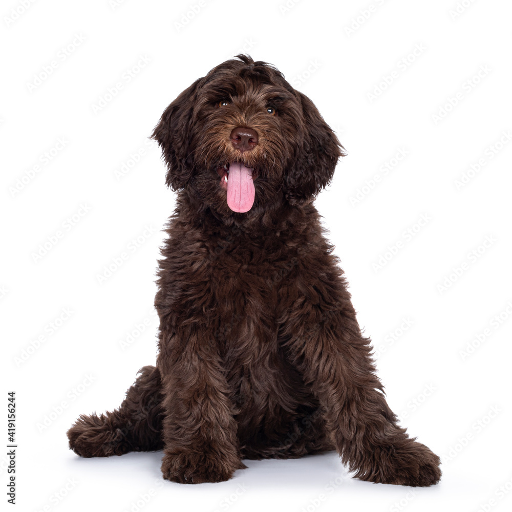 Adorable dark brown Cobberdog aka Labradoodle pup, sitting up facing front with tongue out. Looking towards camera. Isolated on white background.