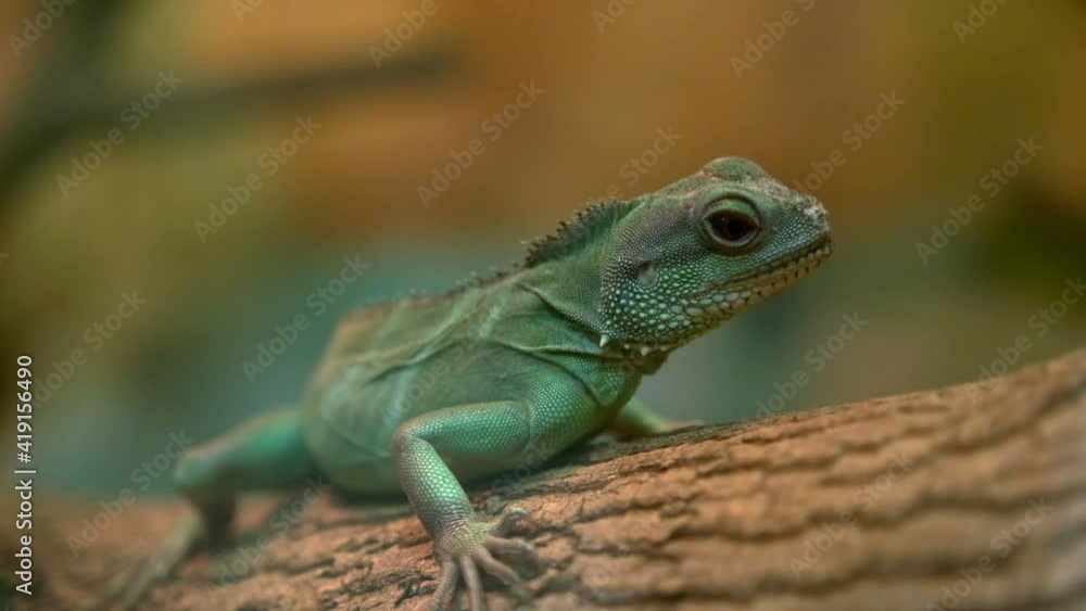 Green lizard dragon sits on a tree Green lizard dragon sits on a tree