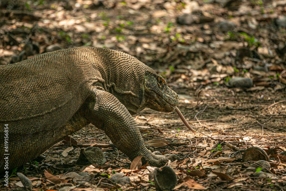 Fototapeta premium Komodo Dragon wnadering freely in Komodo National Park of East Indonesia.