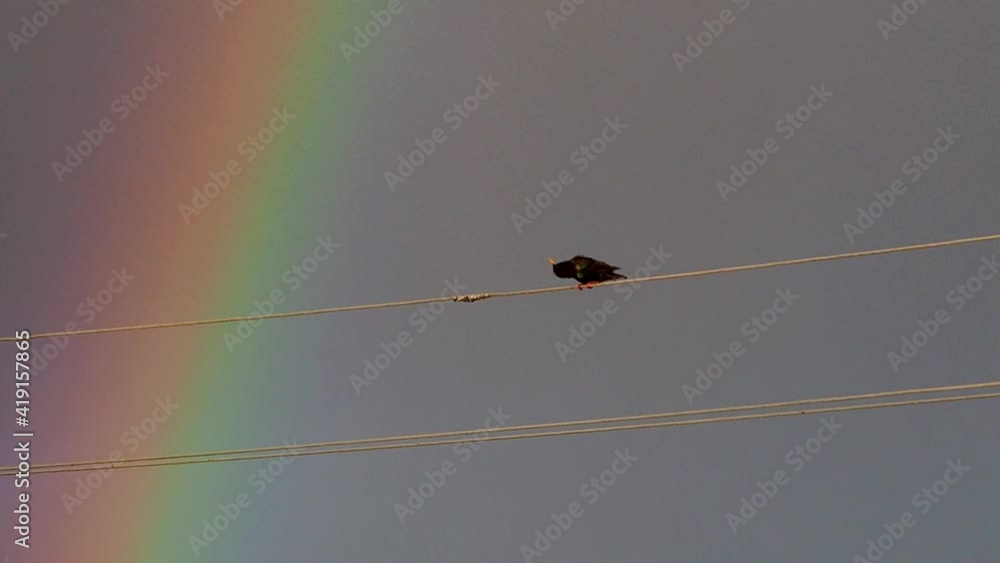 A bird sitting on electric wires in the rain and stormy wind with a rainbow on background sky. A bird sitting on electric wires in the rain and stormy wind with a rainbow on background sky.