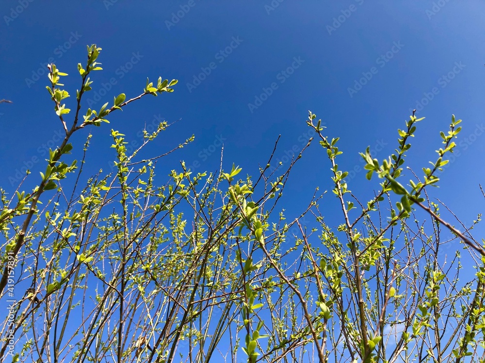 青空に伸びる新緑　芽吹き