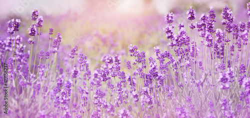 Selective focus on purple lavender flowers on blur background. Lavender field under the sunset in summer at Kawaguchiko Herb Festival, Yagizaki Park, Japan. Pastel colors background. Soft dreamy feel