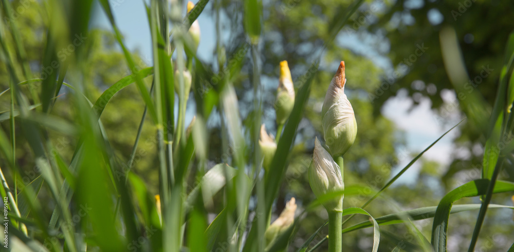 Horizontal photograph of a red Iris pseudacorus in a garden with blurred canopies in the background. Text space, copy space. Horizontal photograph of a red Iris pseudacorus in a garden with blurred canopies in the background. Text space, copy space.