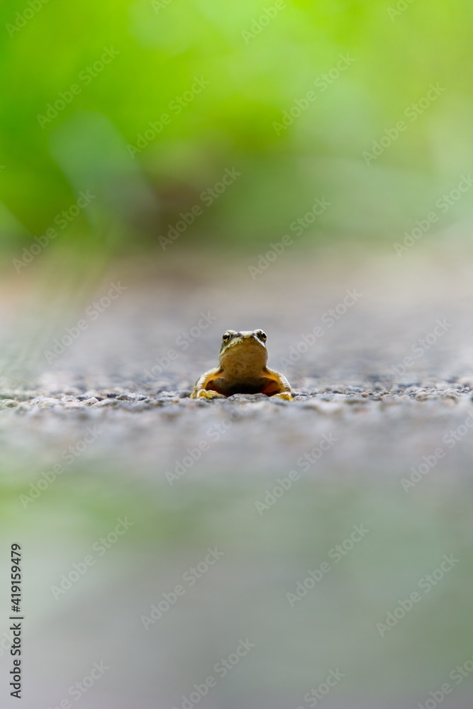 Obraz premium Frog sitting on a path