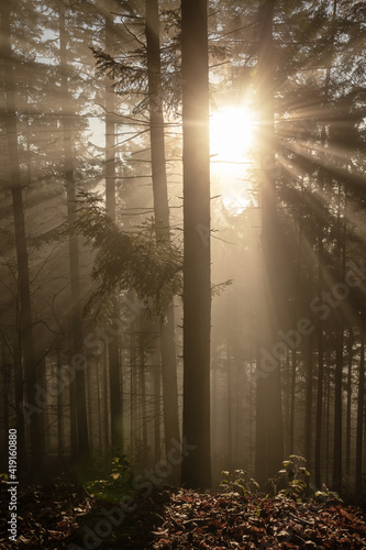 Nadelwald im Gegenlicht