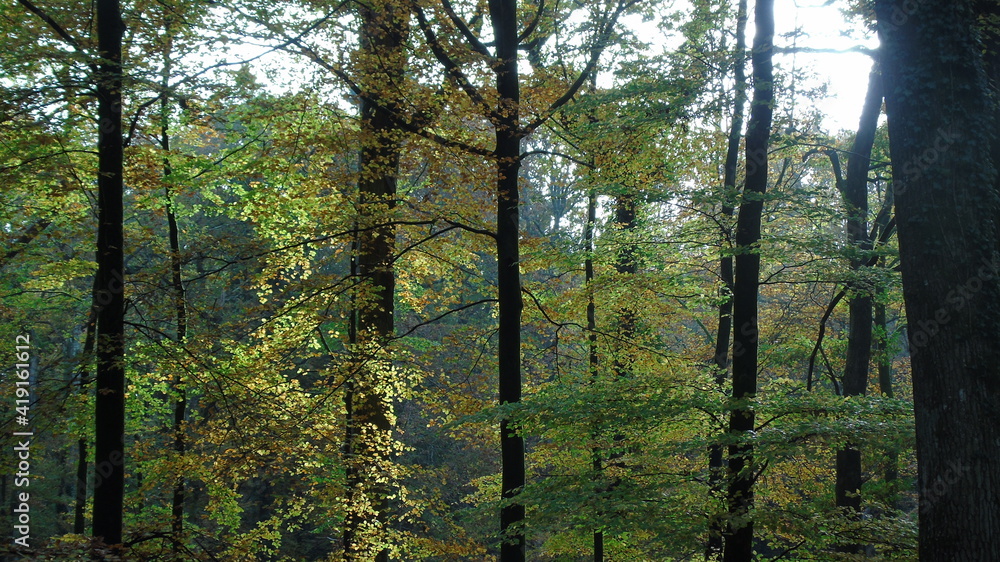 Fototapeta premium trees in the woods