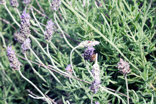 Bee on lavender flower